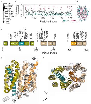 Assessing Human Genetic Variations in Glucose Transporter SLC2A10 and Their Role in Altering Structural and Functional Properties